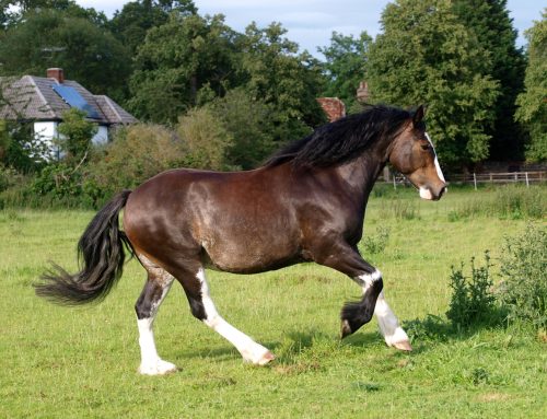 Hugo – Das größte Pferd der Welt