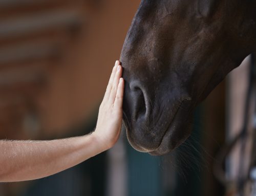 Wann wird ein Verstoß gegen das Tierschutzgesetz zur Straftat?
