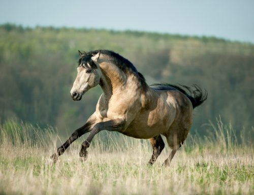 Warum das spanische Pferd zum Ideal der europäischen Höfe wurde